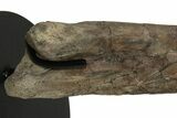 Hadrosaur (Hypacrosaurus) Tibia with Metal Stand - Montana #227804-10